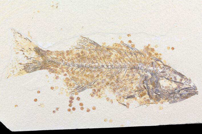 Bargain Mioplosus Fossil Fish - Uncommon Species #84225